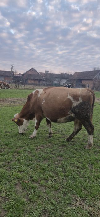 Vaca Baltată romaneasca de 7 ani, gestanta 7.5 luni.
