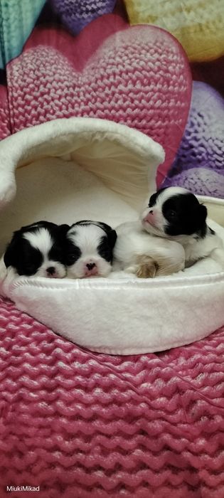 Щенки японского хина.