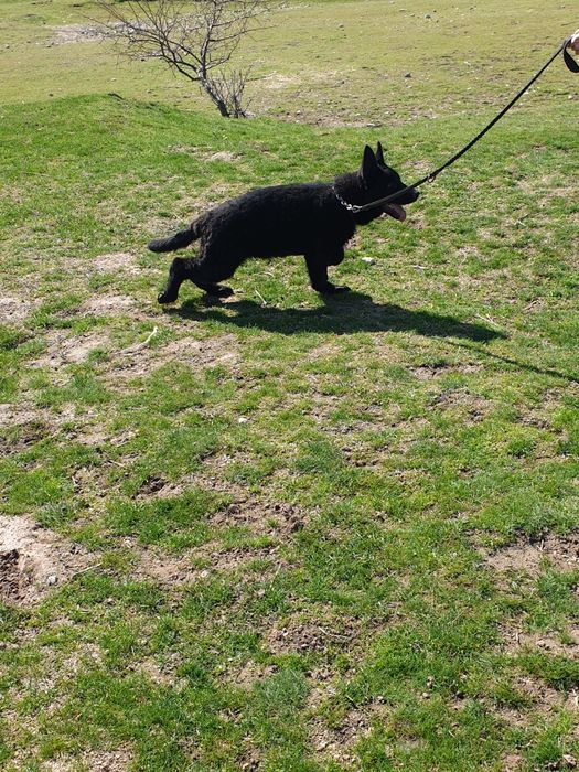 Немецкая овчарка