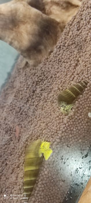 Продам улиток тиломилания( кролик)