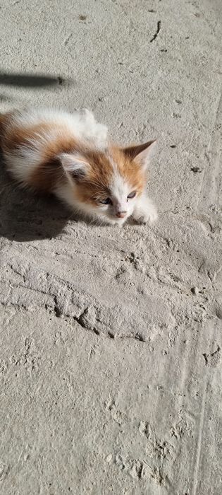 Кошки каму нужна
