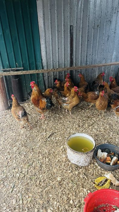 Инкубаторға жұмыртқа