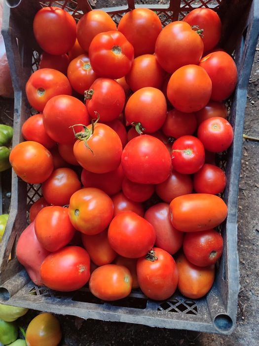 Продам домашние помидоры