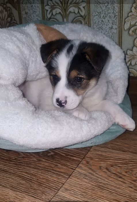 Шкода ищет мампап. Доставлю!