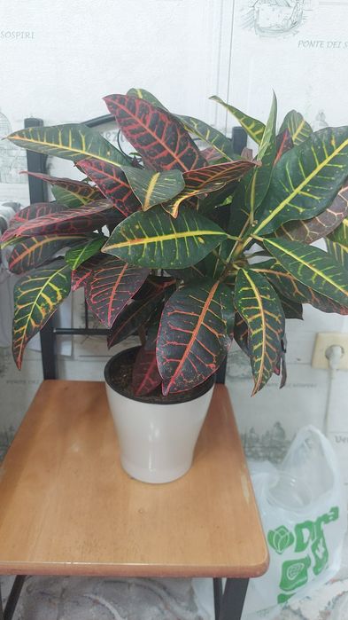 Продам цветы домашние Актобе