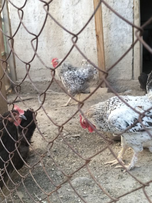 Продам курицу цесарьку