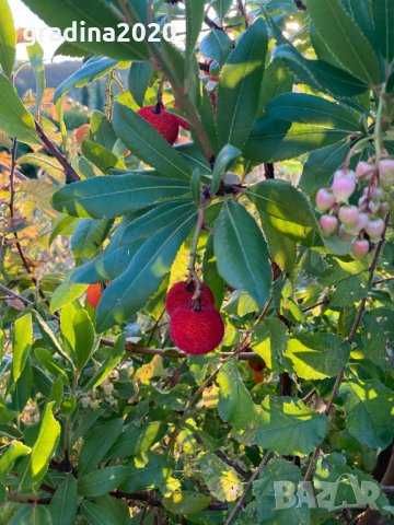 Ягодово дърво - Арбутус