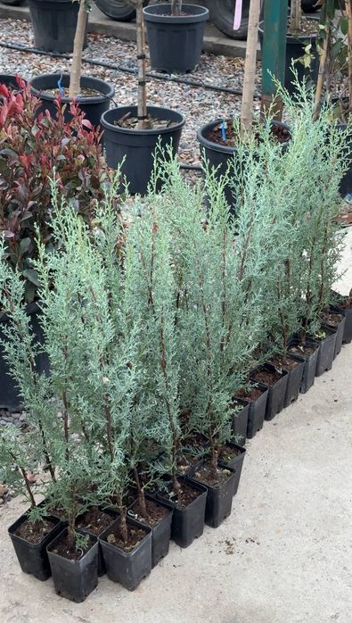 Кипарис аризонка 50-70 см