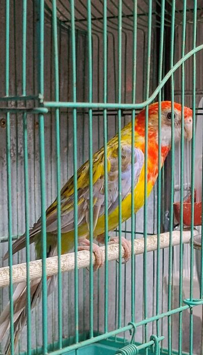 Papagali de vânzare