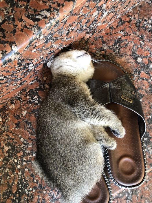 Милый котёнок ищет добрый дом