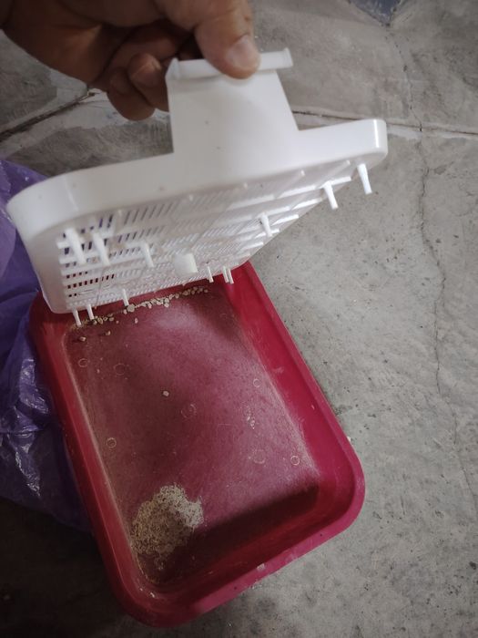 Лоток для котенка