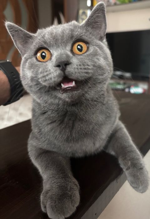 Британска късокосместа