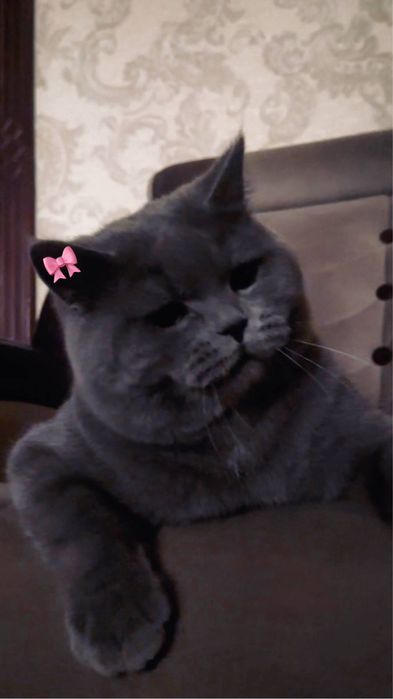 Vyazkaga Erkak Mushuk