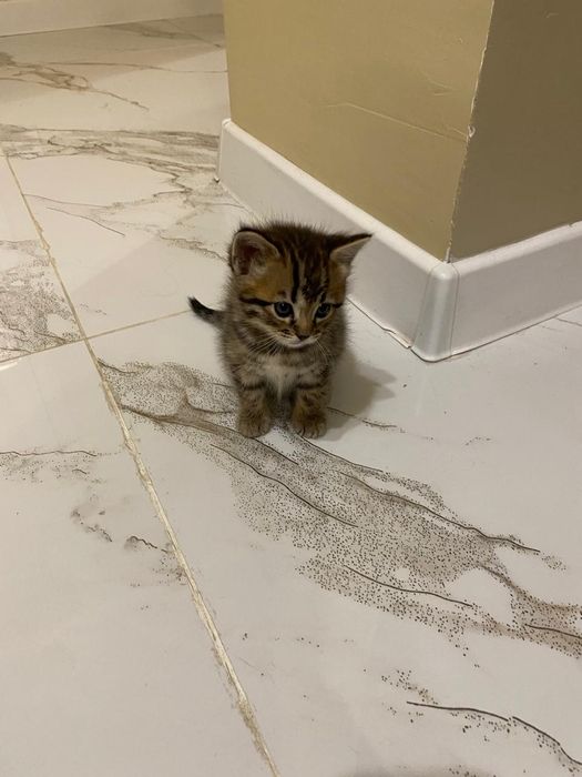 Продается котёнок срочно!!!