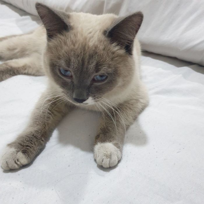 Сиамский кот, аккуратный воспитанный