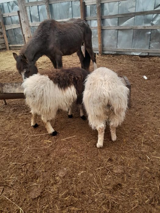 Қошқар мен сек сатылады