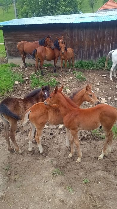 Mânji Pur Sânge arab