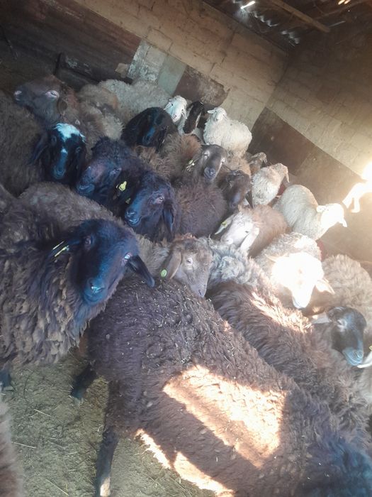 Продам в круг баран