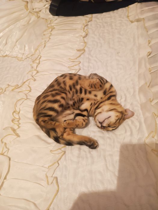 Bengal mushuk 5 oylik