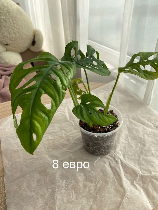 Монстера Манки Маск