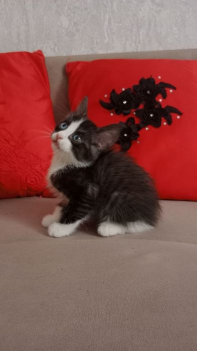 Отдам котят. Бесплатно.