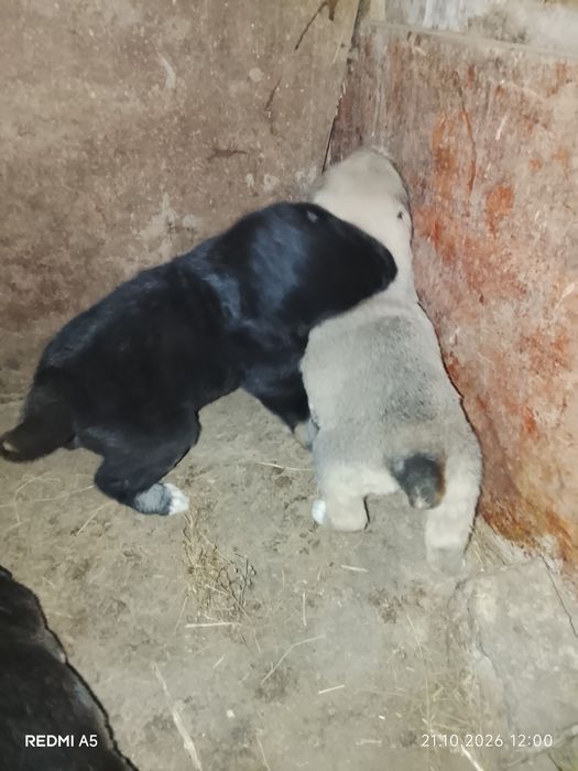Щенки САО Алабай 1 мес
