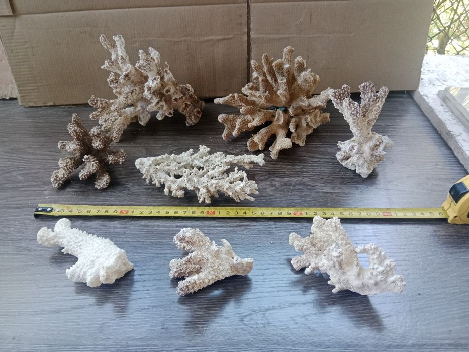 Коралл для аквариума.