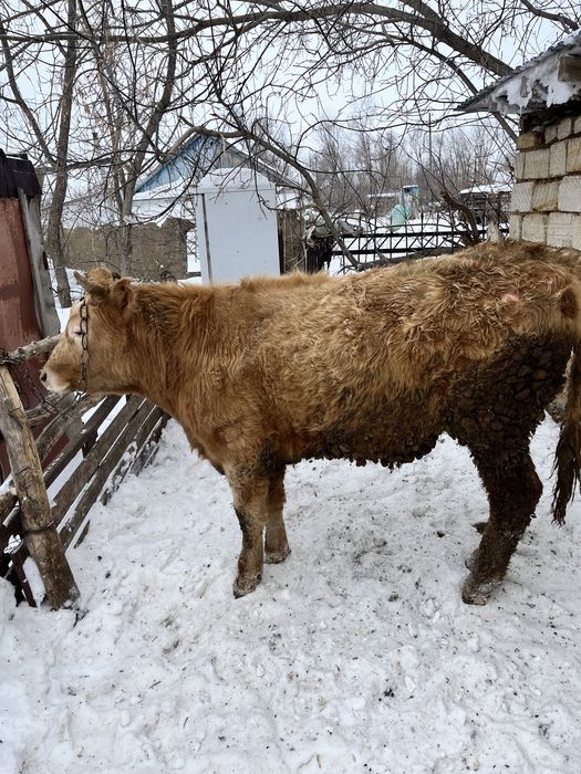 Өгіздер сатылады