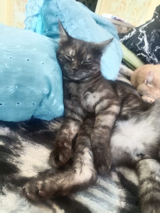 Отдам в добрые руки