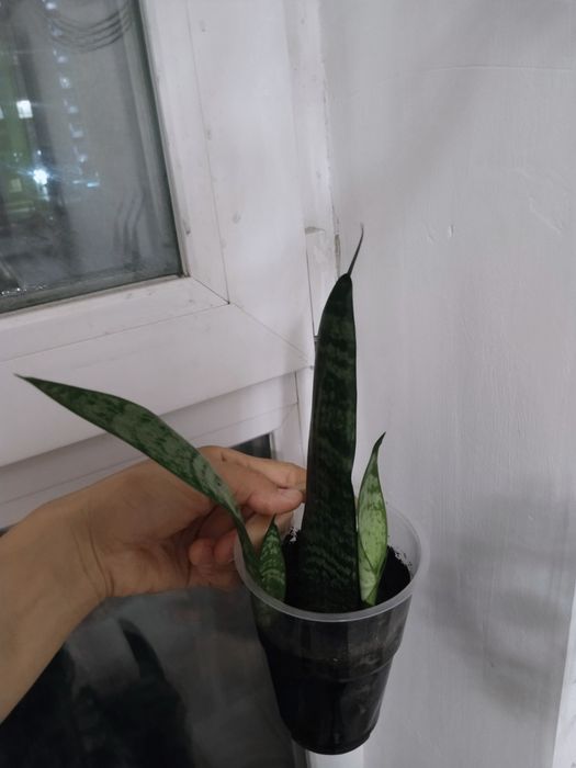 Продам,Сатам Гулдер ,отросклерде бар.