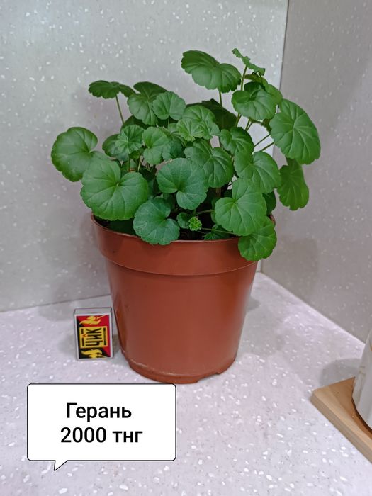 Комнатные цветы для дома