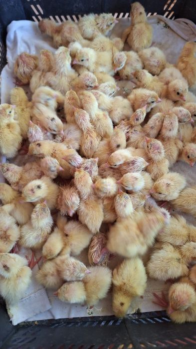 Pui prepelita Giganta Polara , Tupfer ,jumbo gold