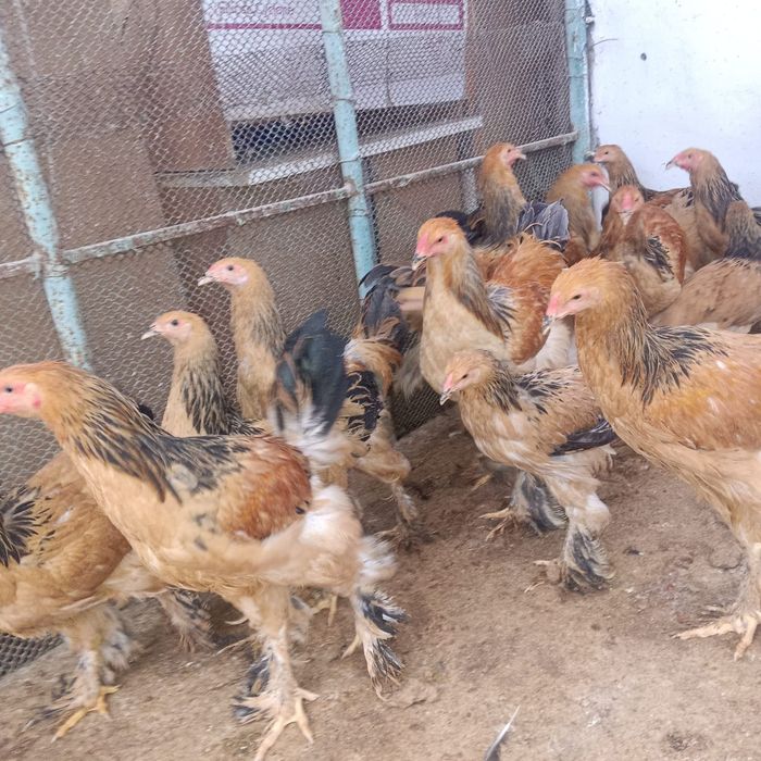 Брама полевая продам