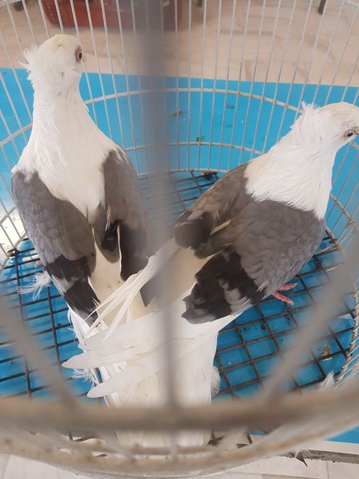 Porumbei jucători de Amara