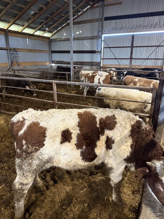 Vând viței 200-320 kg aproximativ