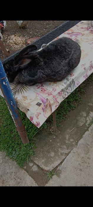 Femelă gestantă uriaș gri fier