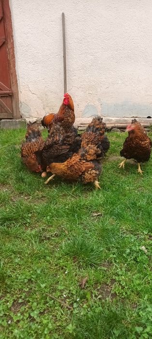 Găini rasa Wiandotte