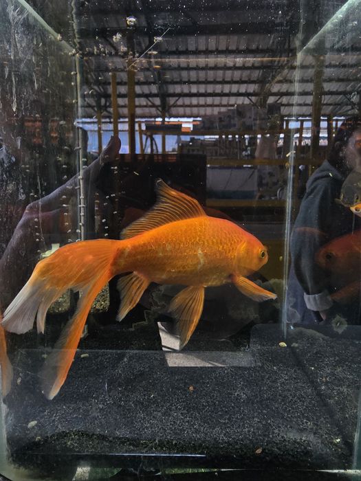 Золотые рыбки кометы вуалевые