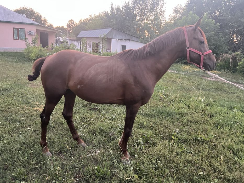 Продам айгыра Лошадь конь