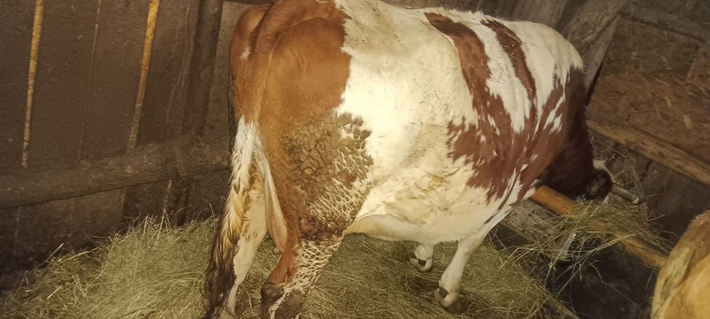 Vaca.                     .