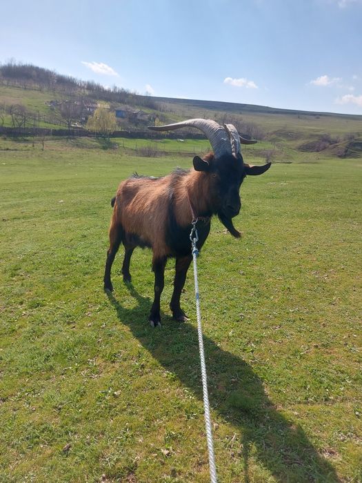 Tap Alpin francez de vanzare