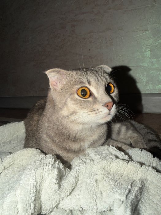 Шотландская вислоухая кошка для вяски