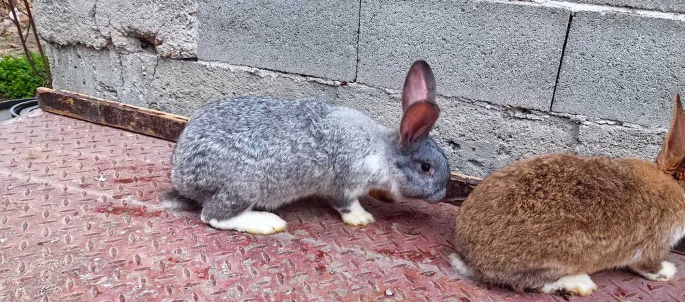 Зайци на различна възраст