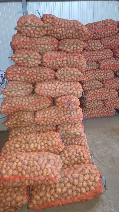 Vand cartofi samanta/marunti pentru animale