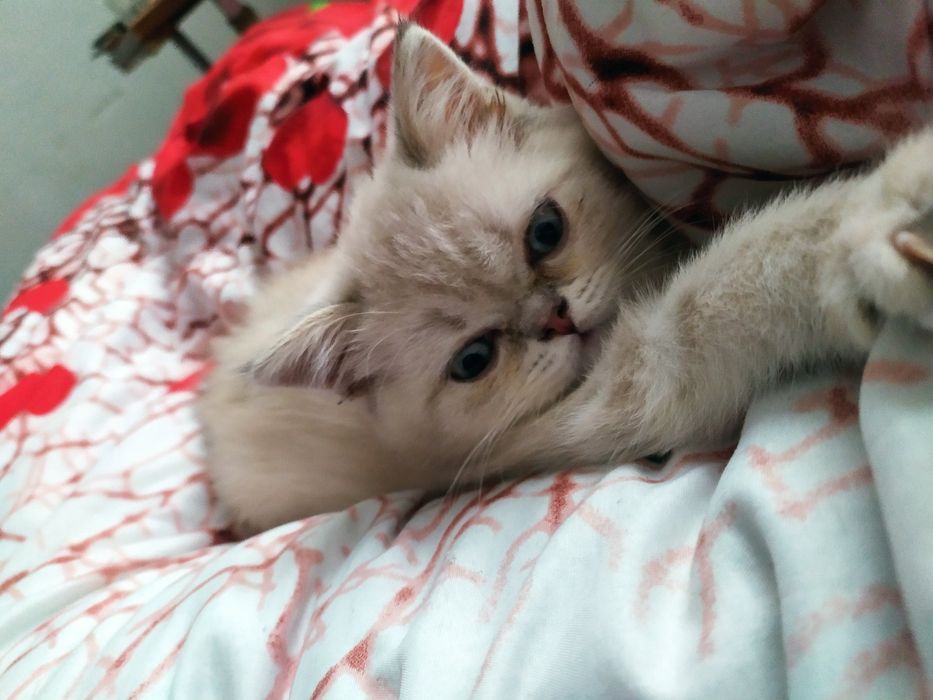 Шотландский кот вязка