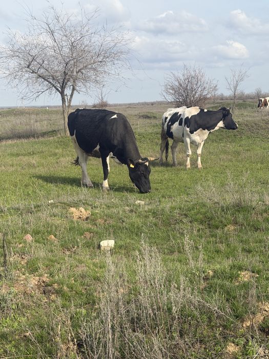 Продаются коровы