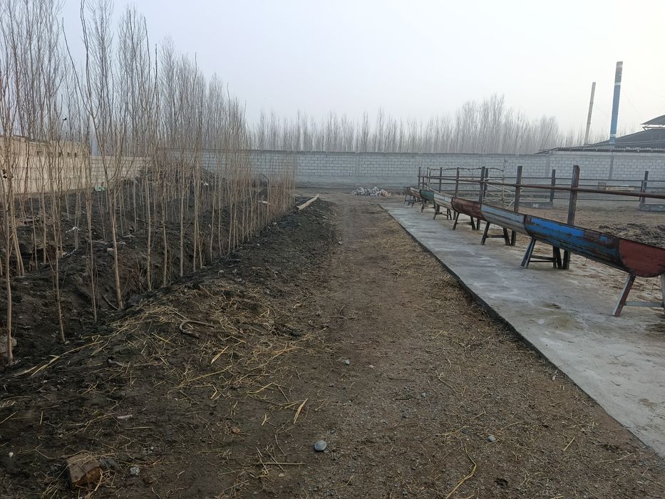 Ferma mol qoʻy boqishga