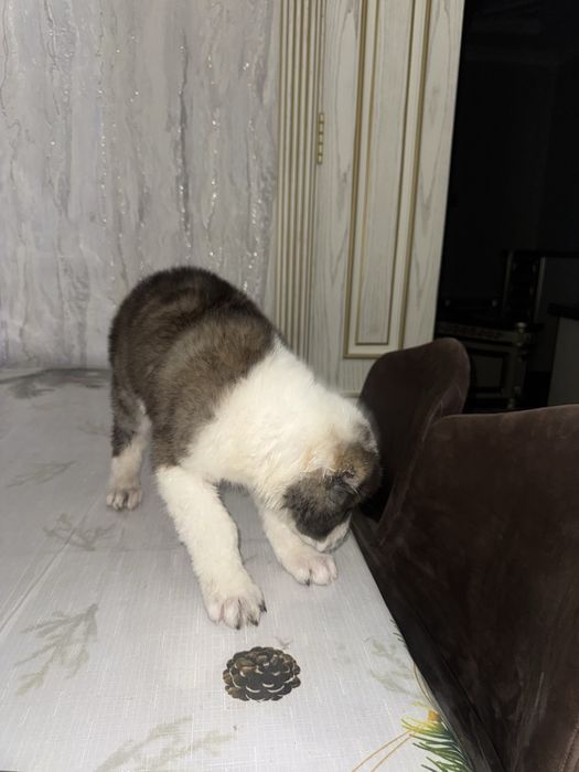 Алабай чистокровный