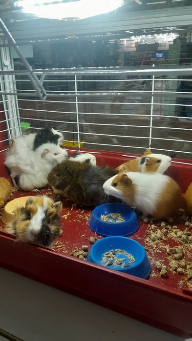 Кореллы ручные птенцы