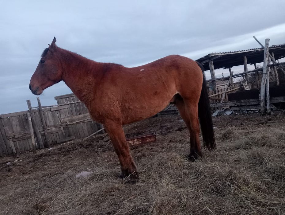 Продам Лошадь, ат